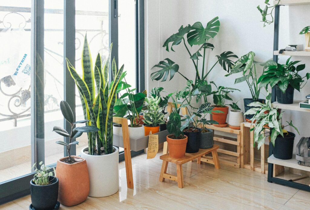 10 must-Have vegetation for a lovely Indoor garden